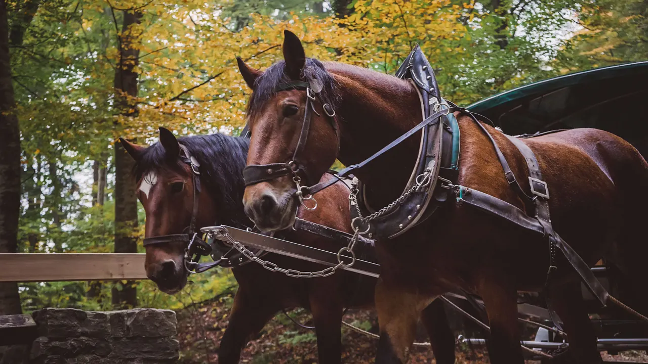 Pensiunea Vladurel - Plimbări cu trăsura 